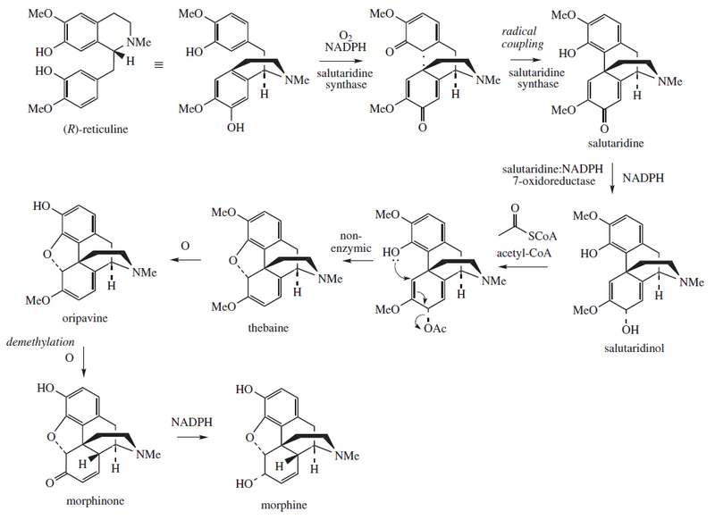 File:Morphine biosynthesis.png