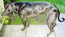 a Whippet dog with extreme large muscles