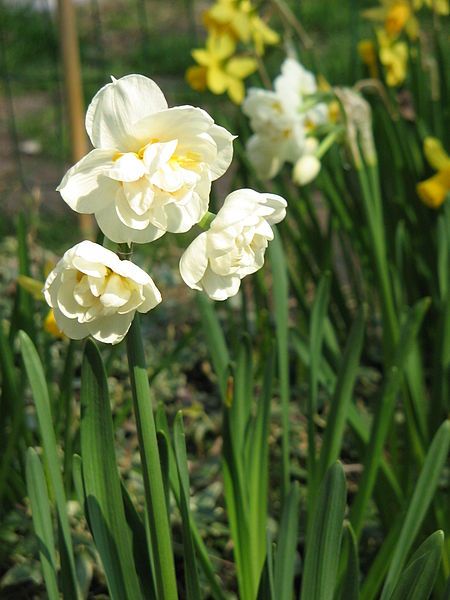 File:Narcissus Bridal Crown01.jpg