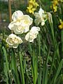 Narcissus 'Bridal Crown'