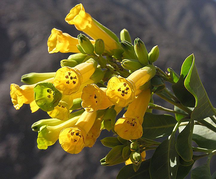 File:Nicotiana glauca (8694803666).jpg