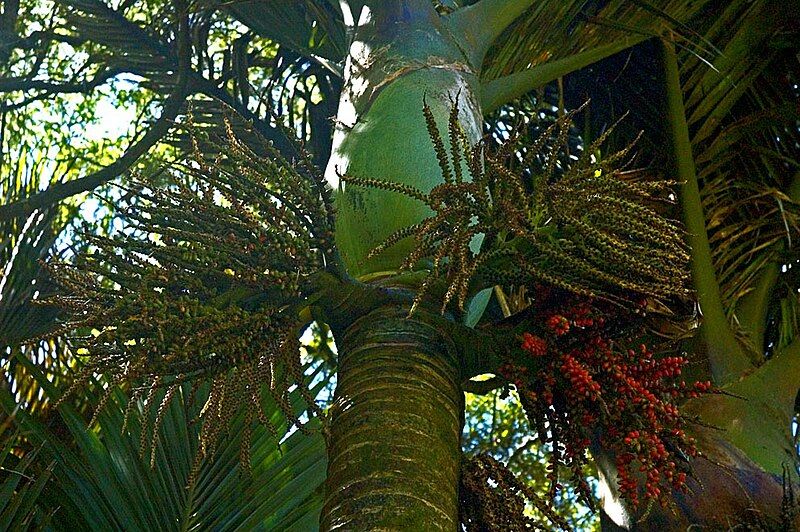 File:Nikau Palm.jpg