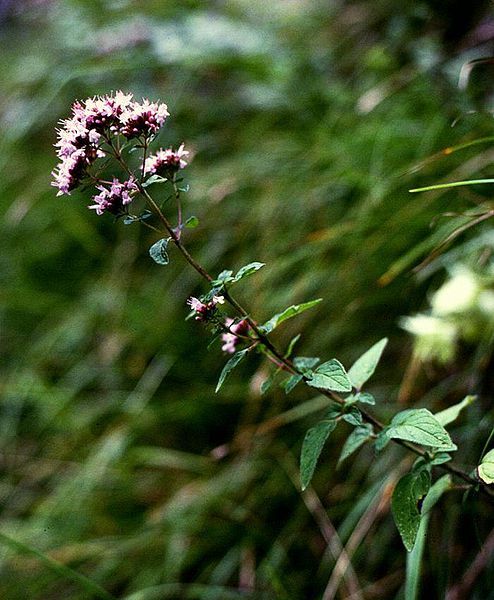 File:Origanum vulgare 1.jpg