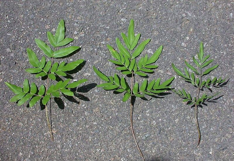 File:Osmunda 3spp zenmai3sp.jpg