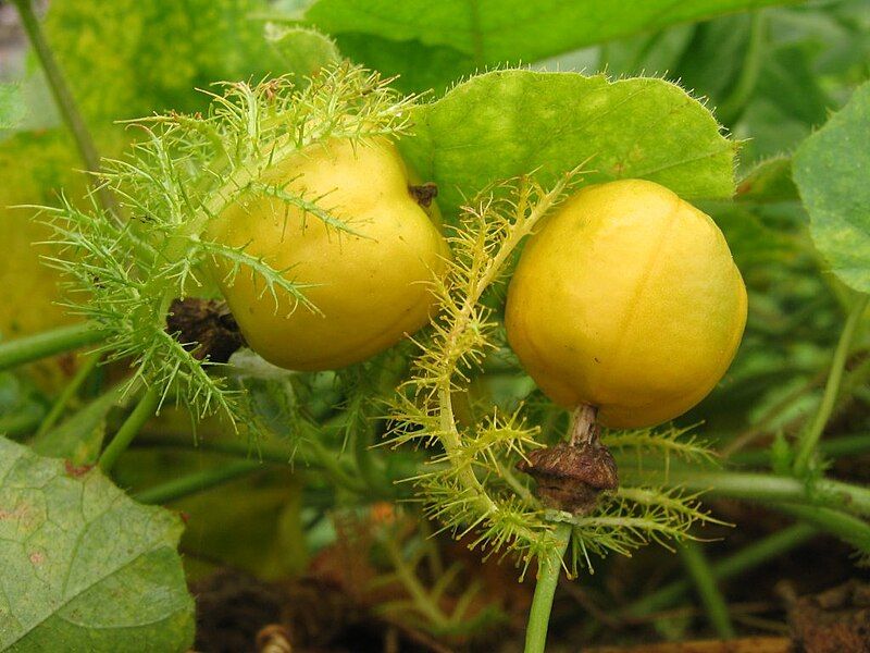 File:P foetida fruit.jpg