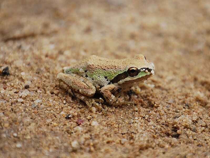 File:Pacific Tree Frog.jpg