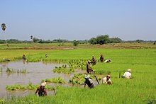 a green paddy field