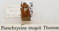 Parachrysina truquii