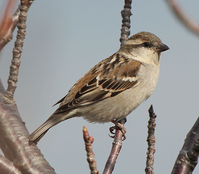 File:Passer rutilans (female).JPG