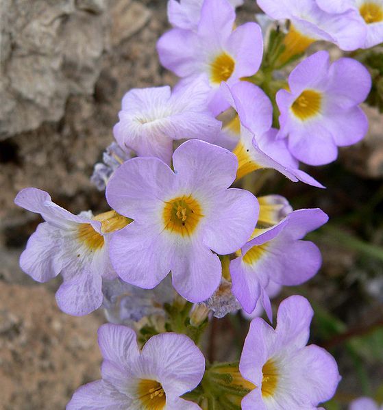 File:Phacelia fremontii 3.jpg