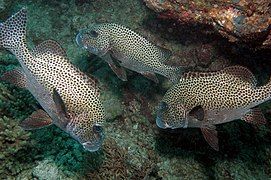 Plectorhinchus picus