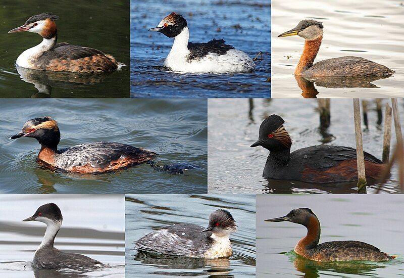 File:Podiceps Diversity.jpg