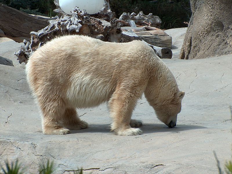 File:PolarBear02.jpeg