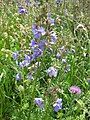 Polemonium caeruleum