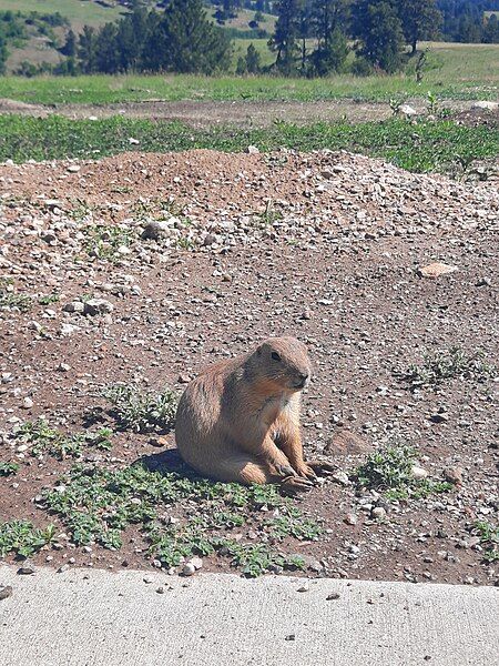 File:Prairiedogchillinsouthdakota.jpg