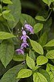 Pseuderanthemum andersonii