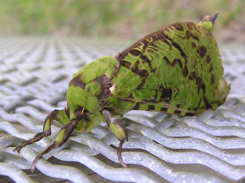 File:Puriri moth-05.jpg