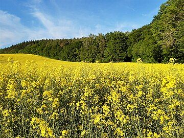 rapseed field