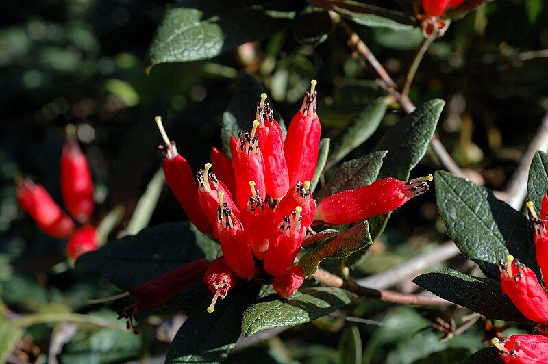 File:Rhododendron spinuliferum -1.jpg