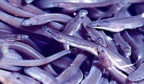 As freshwater elvers, eels work their way upstream.