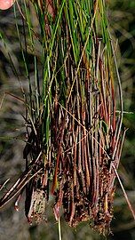 Bases of flowering stems