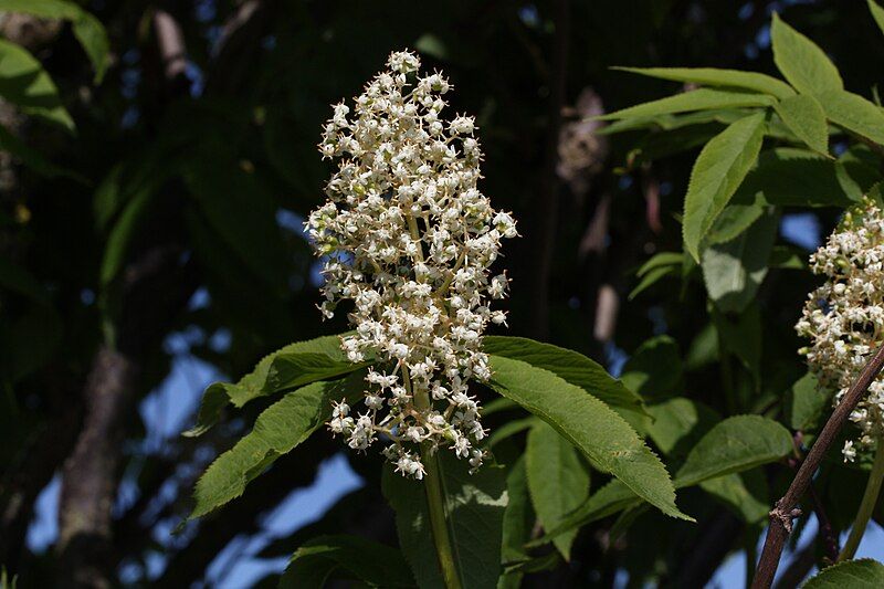 File:Sambucus racemosa 6269.JPG