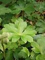 Sanicula europaea leaf