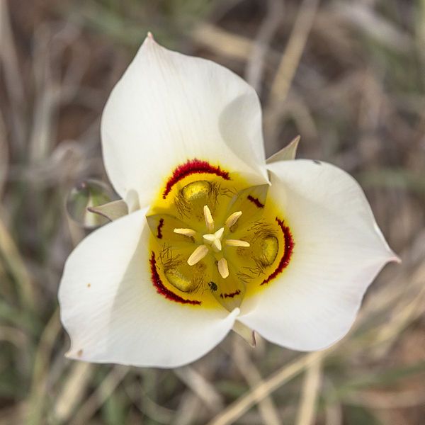 File:Sego Lily (14182490857).jpg