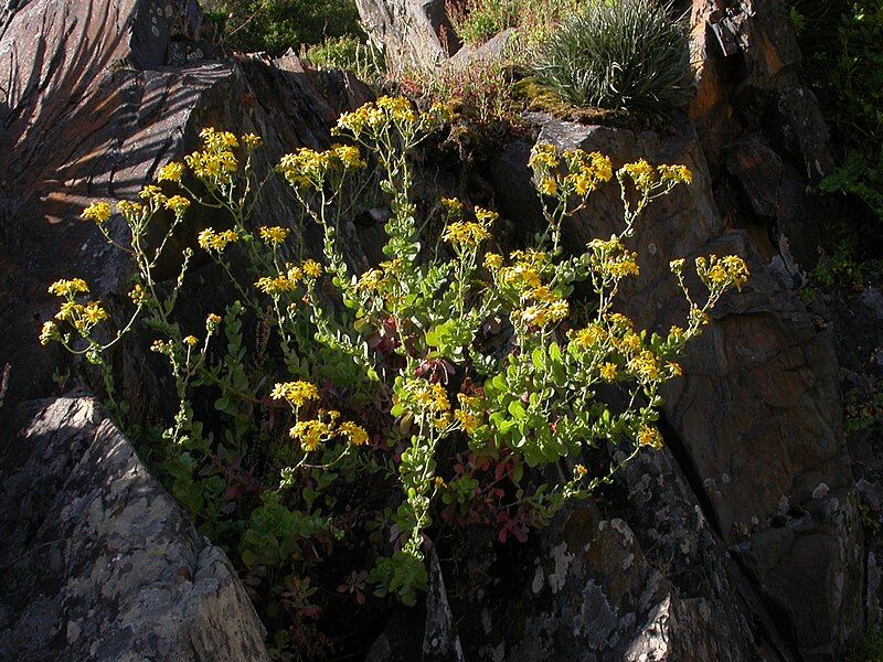 File:Senecio nigrescens DSCN0717.jpg