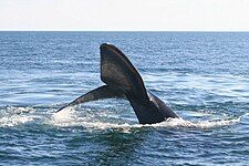 Southern right whale (Eubalaena australis)