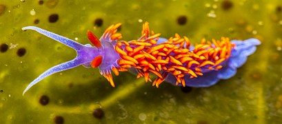 Spanish Shawl near Los Osos, California