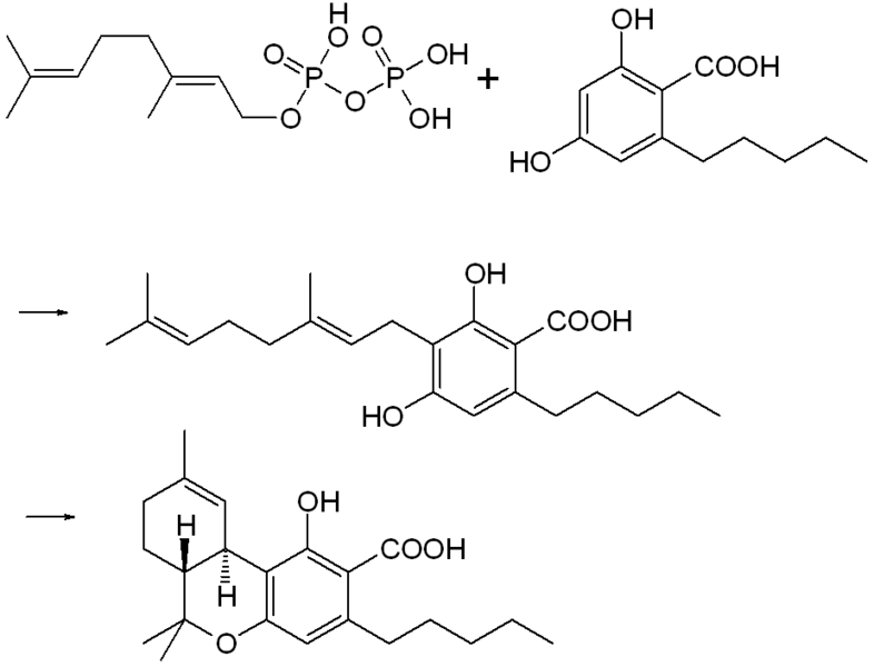 File:THC-COOH biosynthesis.png