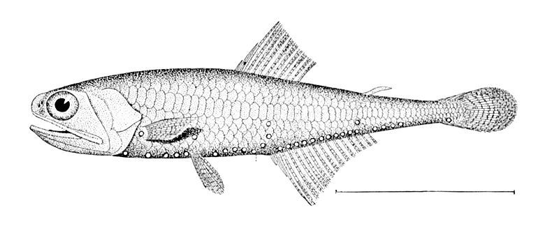 File:Tarletonbeania crenularis.jpg