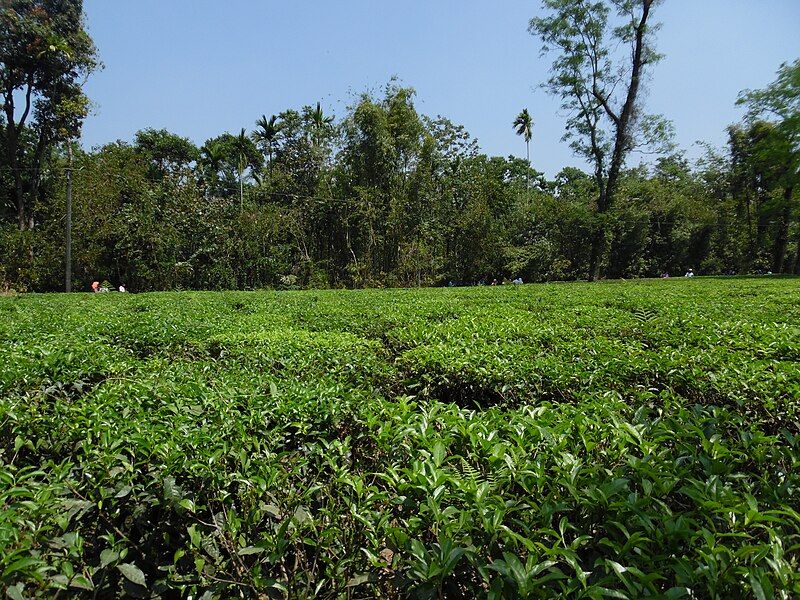 File:Tea garden 31118.jpg