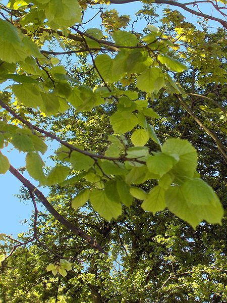 File:Tilia platyphyllos(02).jpg