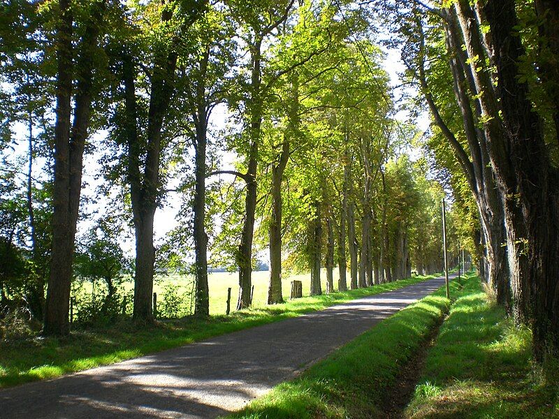 File:Tree alley.jpg