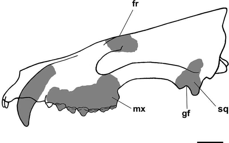 File:Triisodon crassicuspis skull.png