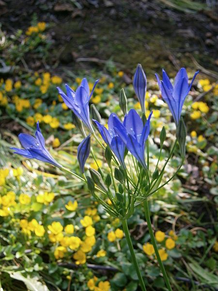 File:Triteleia Koningin Fabiola008.jpg