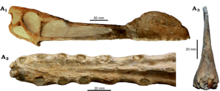 Skull of the more completely known relative Tropeognathus from Brazil; the crest begins at the tip of the snout, unlike in Cimoliopterus