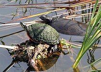 With a Florida red-bellied cooter