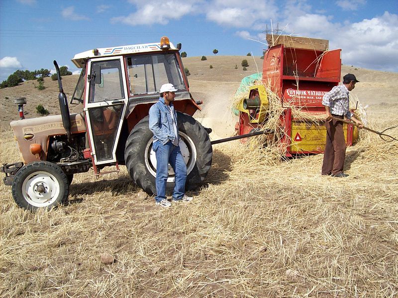 File:Wheat Harvesting.jpg