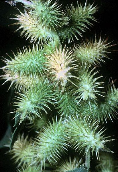 File:Xanthium strumarium L..jpg