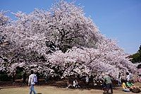 Yoshino cherry in Shinjuku Gyo-en.