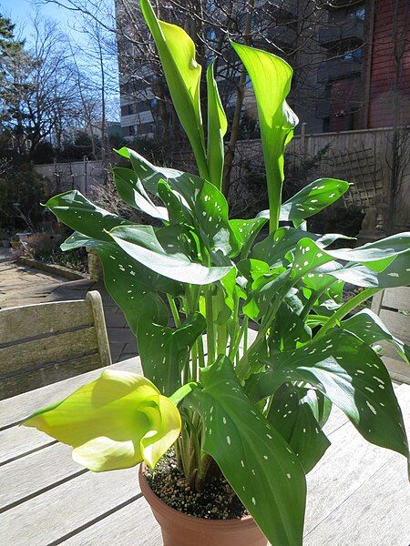 File:Zantedeschia 'Lemon Drop'.JPG