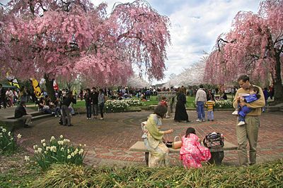 Sakura Sunday 2008, Main event of the Subaru Cherry Blossom Festival of Greater Philadelphia.