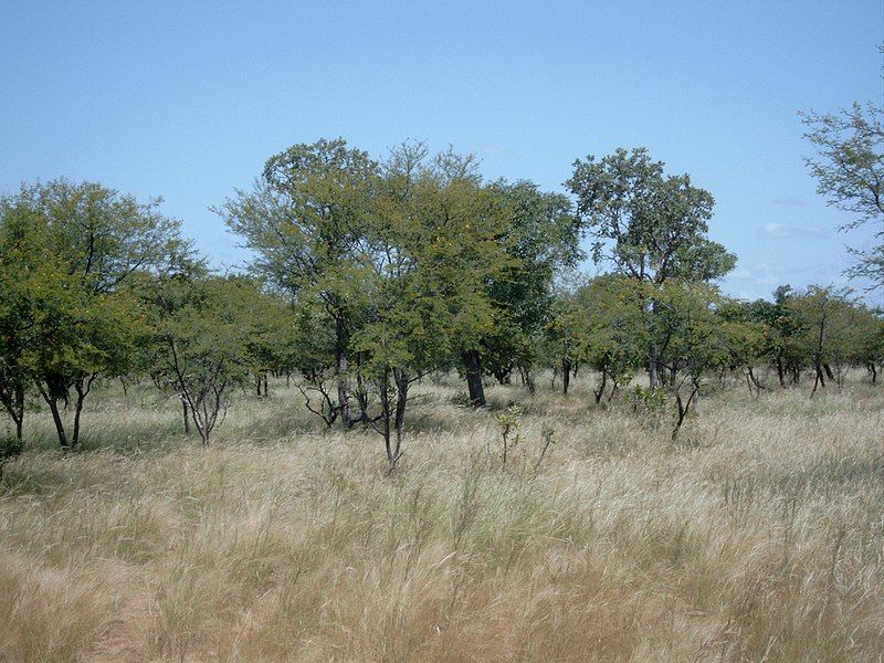 File:Acacia Bild1086.jpg