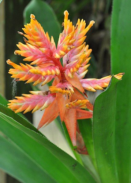 File:Aechmea manzanaresiana.jpg