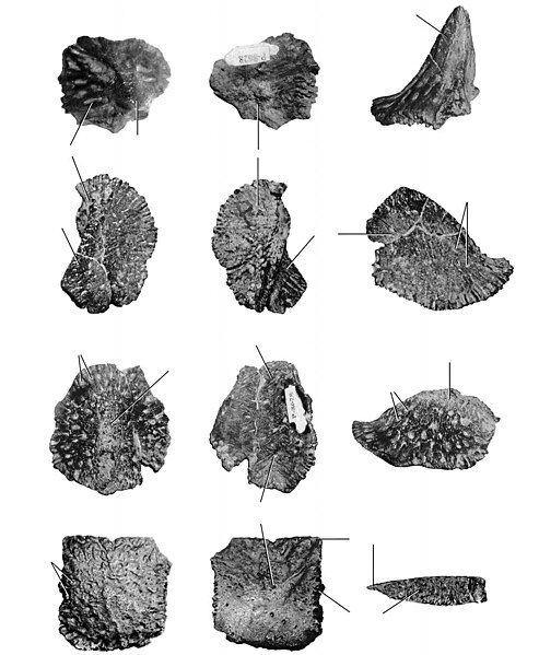 File:Akanthosuchus.jpg