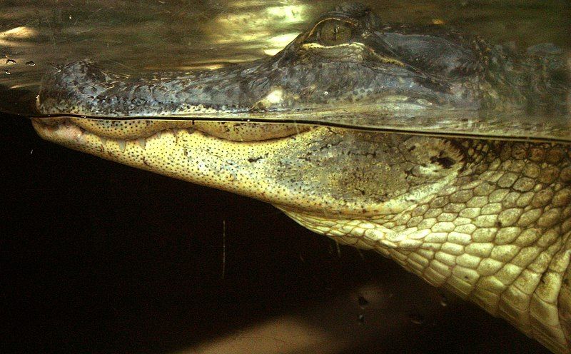 File:American-alligator-florida-aquarium-tampa.jpg