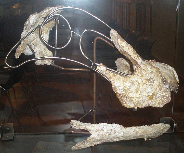 File:Ampelosaurus atacis skull.JPG